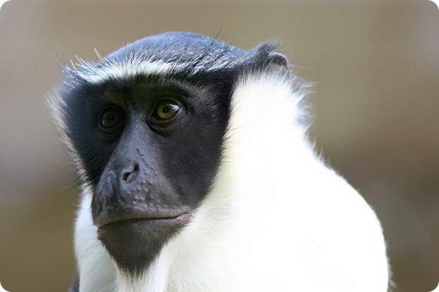 Роловейская мартышка (лат. Cercopithecus roloway)