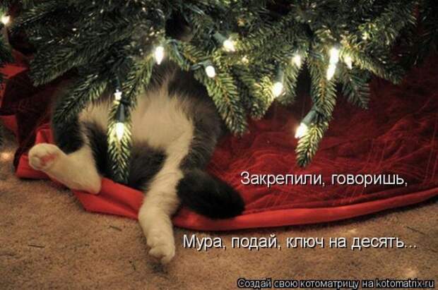 Лучшие котоматрицы недели (50 фото)