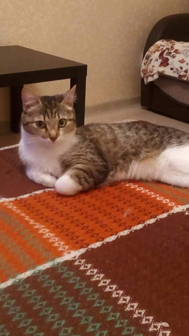 помощь котенку кошка отдыхает