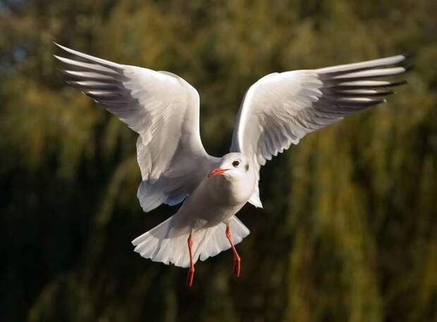 NewPix.ru - Красивые фотографии птиц от профессиональных фотографов