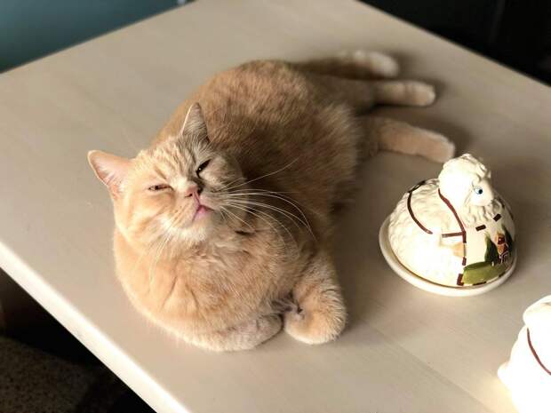 Кошки намекают нам на то, чего им не хватает