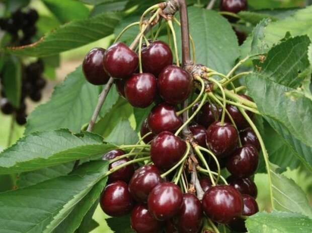 вишня Шоколадница