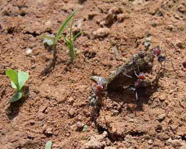 В Австралии тростниковые жабы, корм для кошек и плотоядные муравьи