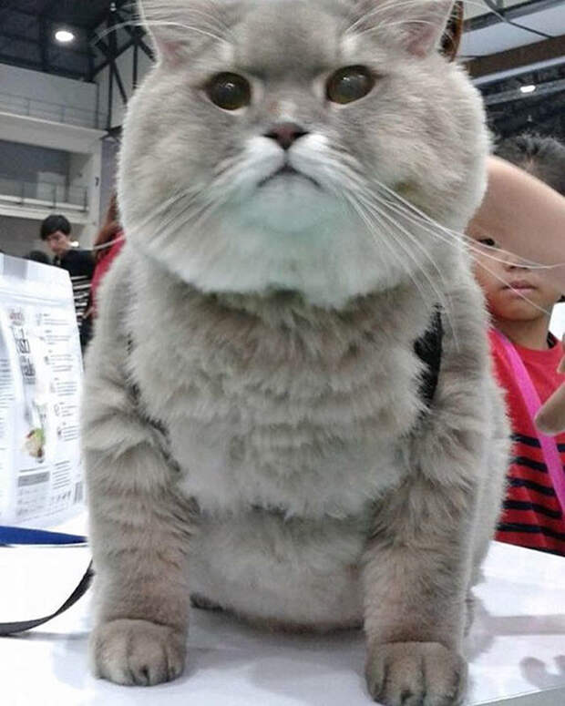 Огромный пушистый кот из Таиланда, покоривший своим нереальным видом животные, кот