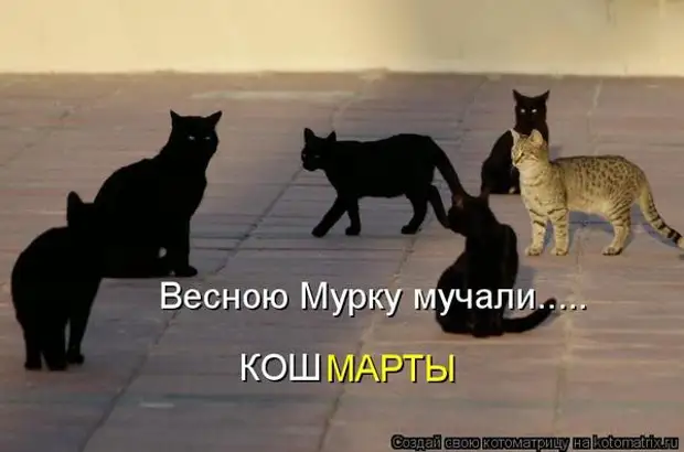 Весёлая Котоматрица