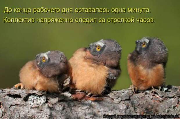 Котоматрицы (картинки с надписями)