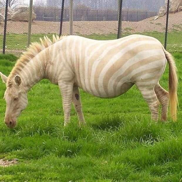 Зебра