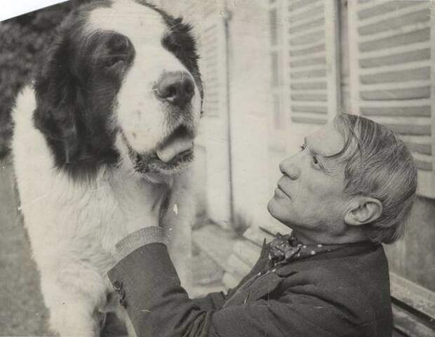 Пабло Пикассо с сенбернаром. 1936 год историческое фото, история, люди, фото