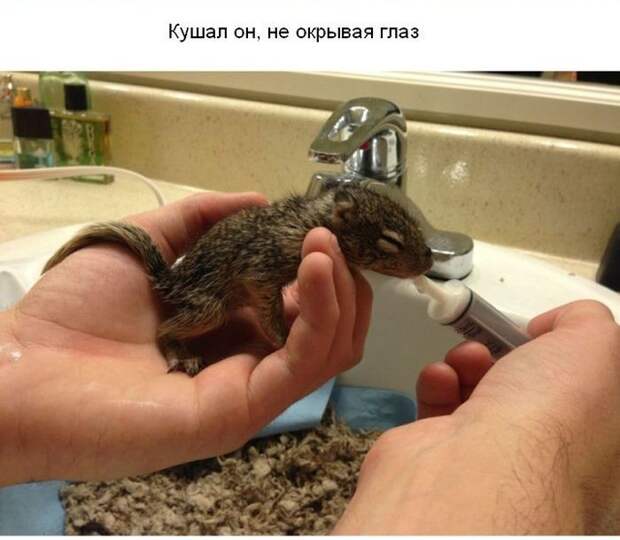 Cпасение крохотного бельчонка спасение, бельчонок, зверек, погибель