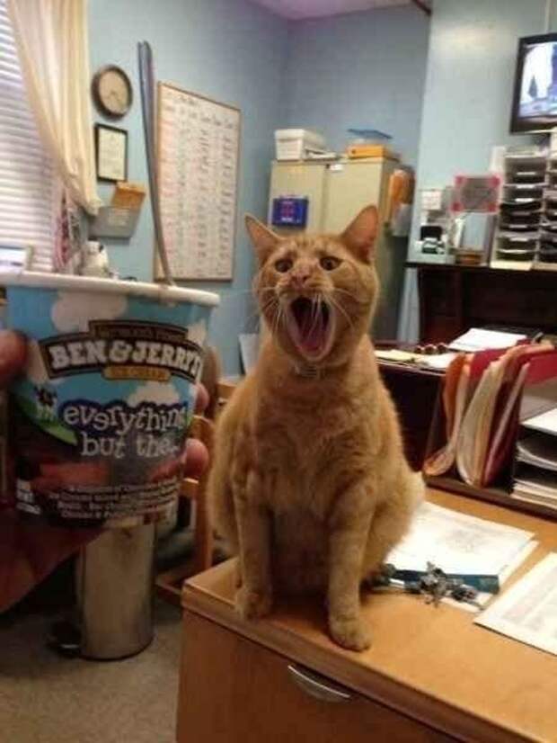 Когда тебе купили мороженку коты, лето, фото, юмор