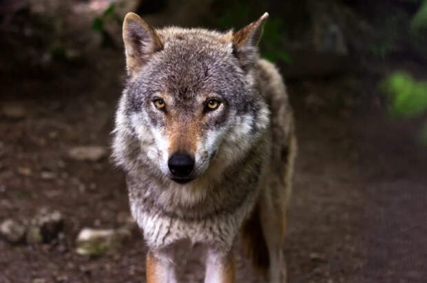 В Южной Корее привезенный из РФ волк сделал подкоп и сбежал из зоопарка