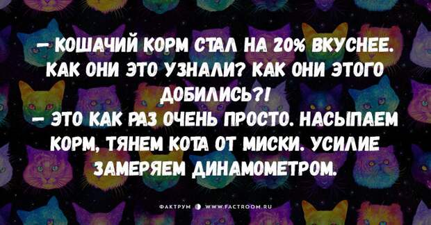 25 самых смешных анекдотов про кошек и котов
