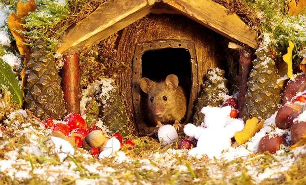 https://twizz.ru/wp-content/uploads/2018/11/miniature-mice-family-house-simon-dell-61.jpg