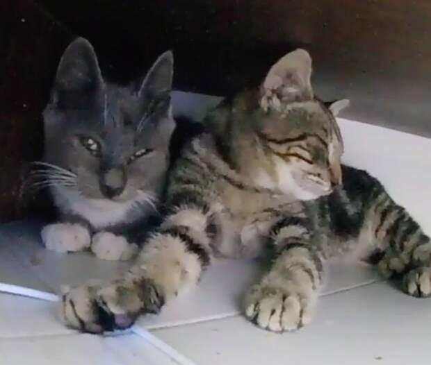 Без кота и жизнь не та