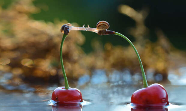 Snail Kiss Snail Kiss