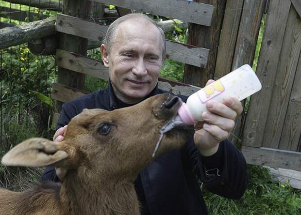 В 2010 году Владимир Путин посетил заповедник «Лосиный остров», где кормил новорожденного лосенка