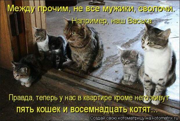 Свежая котоматрица на Бугаге (37 фото)