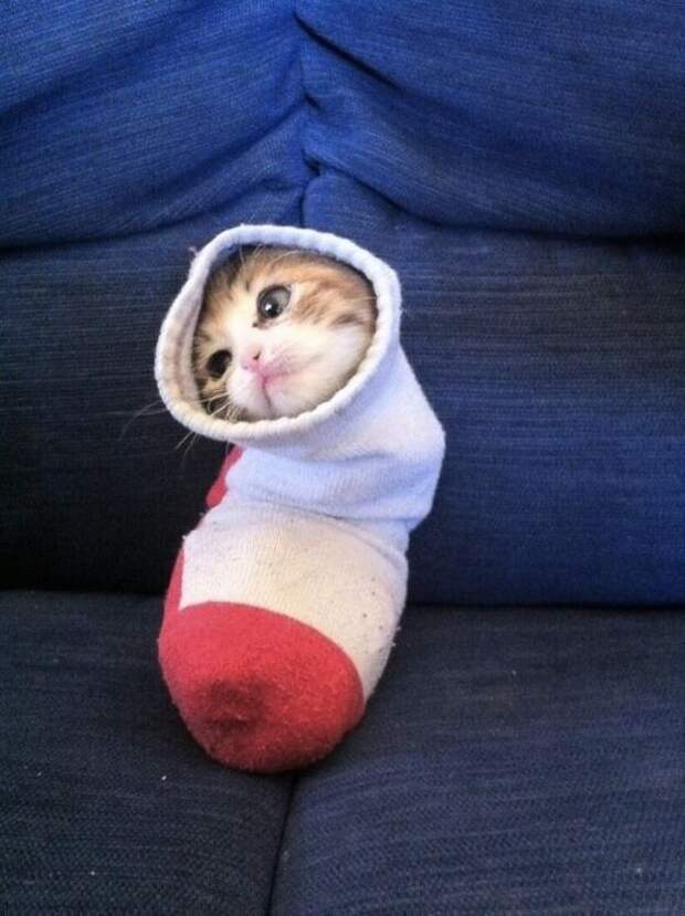 Хозяин, выпусти! коты, фото