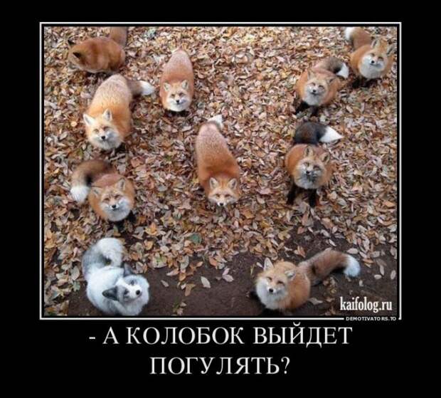 Демотиваторы - 249 (55 демотиваторов)