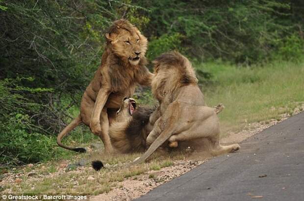 Фотограф Джастин Торн во время отдыха в ЮАР стал свидетелем схватки трех львов лев, схватка, юар