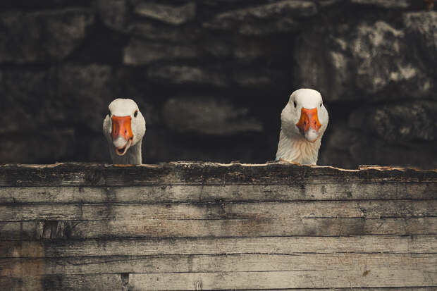 В Великобритании мужчину хотят разлучить с любимыми гусями