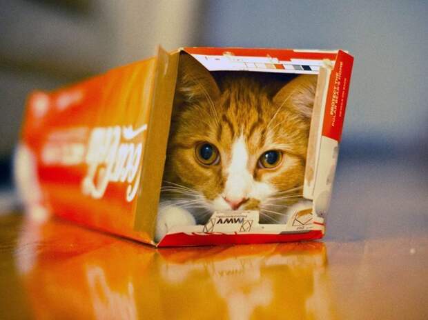 17 забавнейших фотографий, доказывающих, что коты поместятся в любую коробку