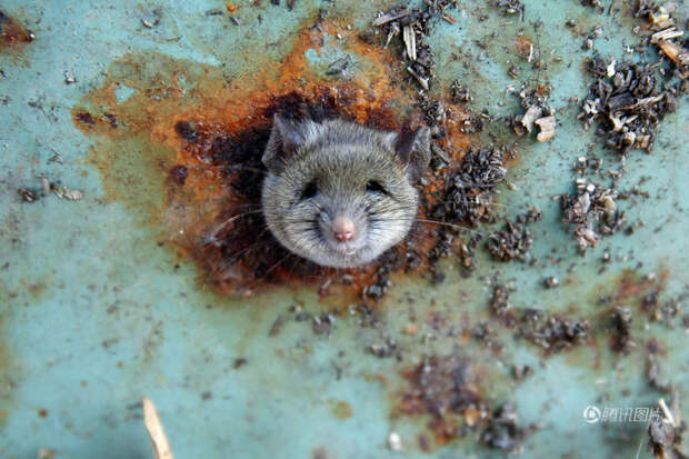 Морда неудачливой крысы, застрявшей в бруклинской мусорке жвиотные, крыса