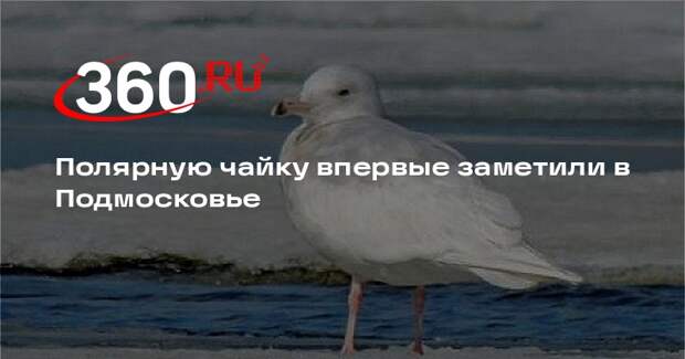 Полярную чайку впервые заметили в Подмосковье