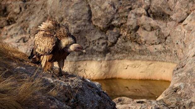 Крымские грифы животные, птицы, фото