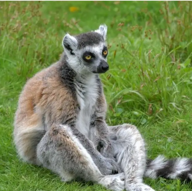 Больше — значит лучше? О вилянии размера мозга на интеллект