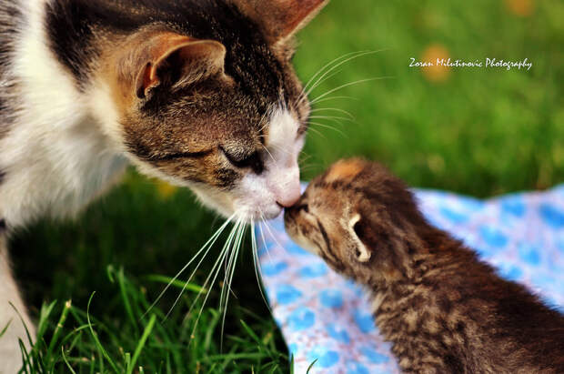 First contact by ZoranPhoto