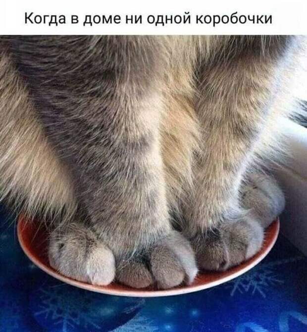 Картинки для улучшения настроения и поднятия тонуса Картинки для улучшения настроения и поднятия тонуса