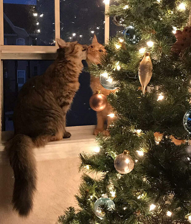 Эта фотография целующихся кота с кошкой у рождественской елки просто свела мир с ума. Любовь, животные, кот