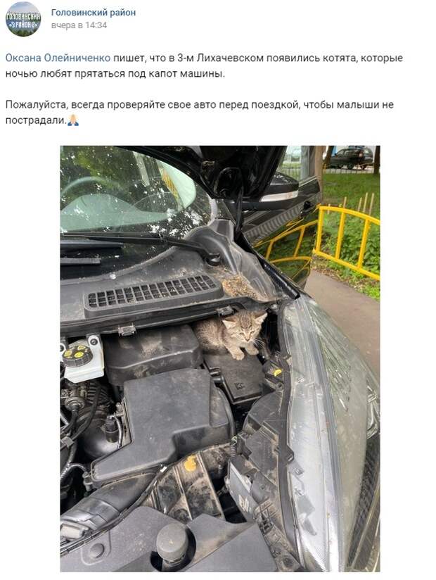 Кот — под капот
