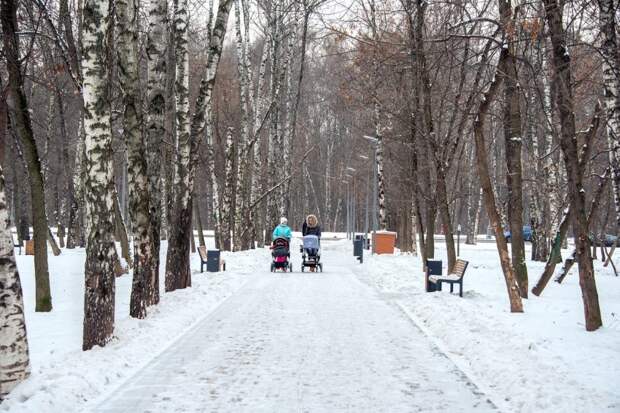 Химкинский лесопарк после благоустройства.
