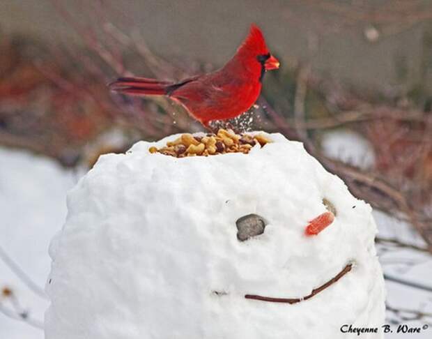 А можно снеговика сделать не только веселым, но и практичным – соорудить кормушку для птичек. зима, снег, снеговик