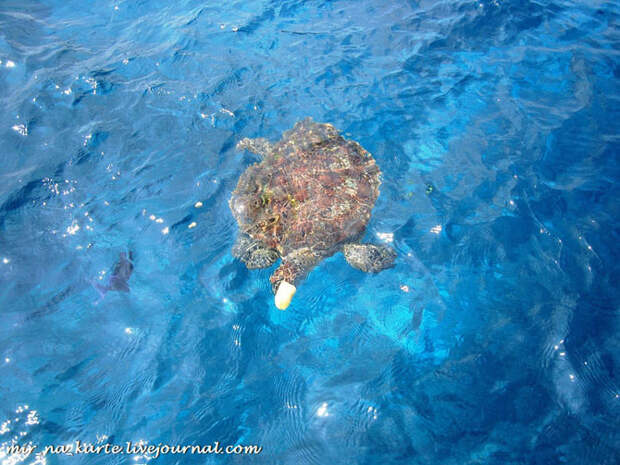 Симиланские острова в Таиланде: рай на земле