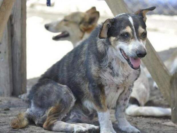 бездомные собаки до и после, бродячие животные, спасение бездомных