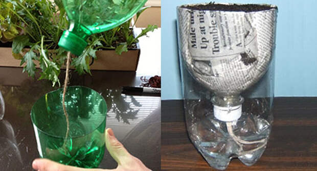 Рассада в пластиковых бутылках