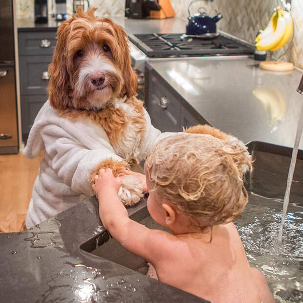 foster-child-labradoodle-dog-book-buddy-reagan-1