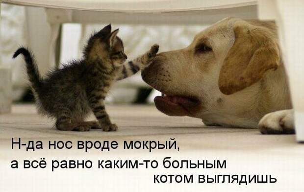 Картинки котяр с смешными надписями (34 фото) картинки, коты, юмор