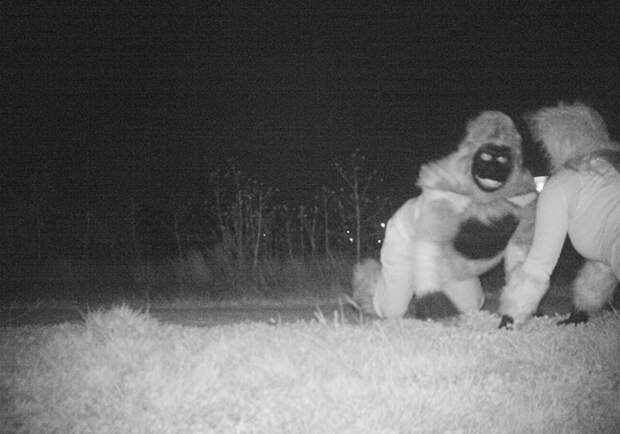 police-camera-find-mountain-lion-kansas-2