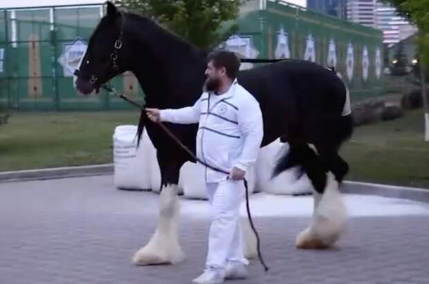 Почитатель из Германии подарил Кадырову коня