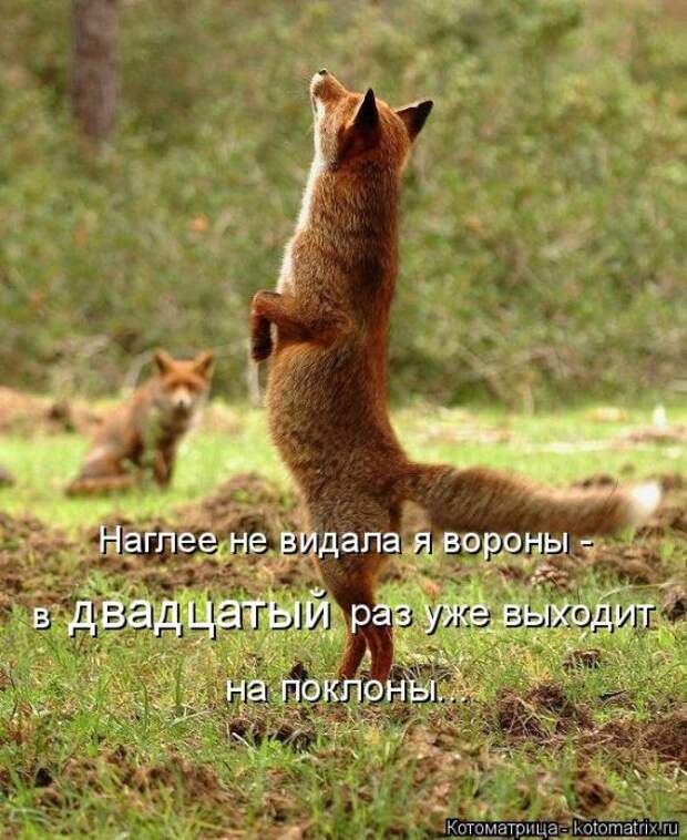 Лучшие котоматрицы недели (50 фото)