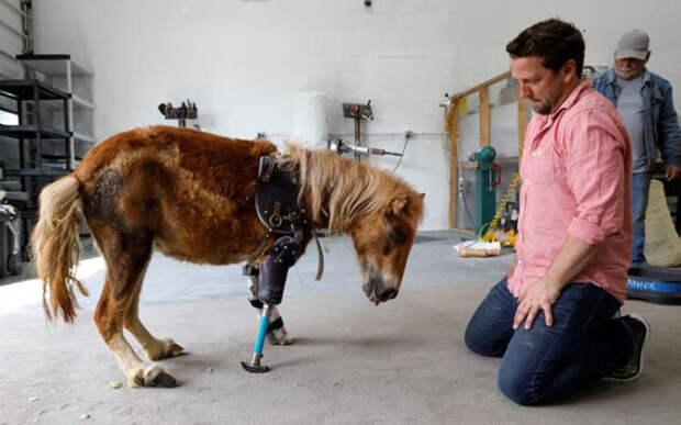 Энджел Мэри растопила сердце ортопеда, теперь она может ходить, и для него это настоящее чудо животные, пони, протез