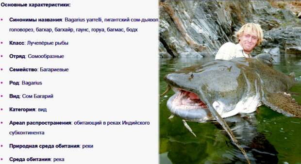 ТТХ речного монстра.