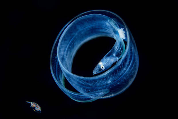 Невероятные кадры победителей конкурса подводной фотографии