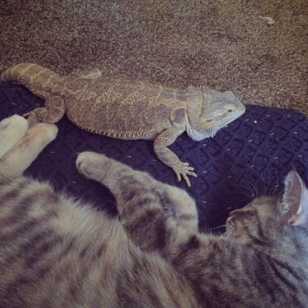 Котики и ящерицы, которые смогли стать друзьями