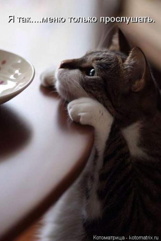 Котоматрицы (картинки с надписями)