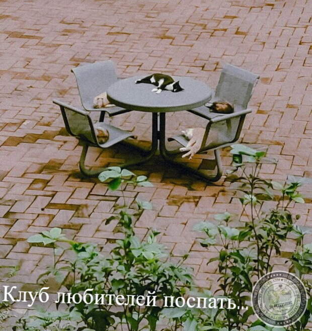 Любители поспать